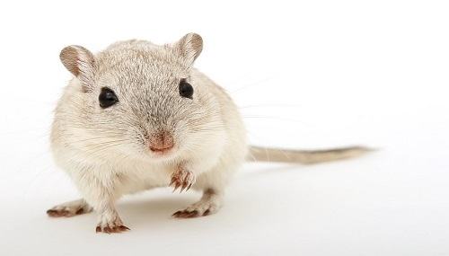 Một số câu thành ngữ – tục ngữ về con chuột