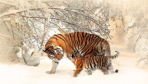 Một số câu thành ngữ – tục ngữ về con hổ